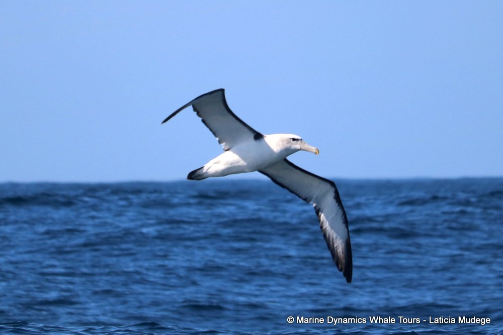 albatross, whale watching, gansbaai, south africa