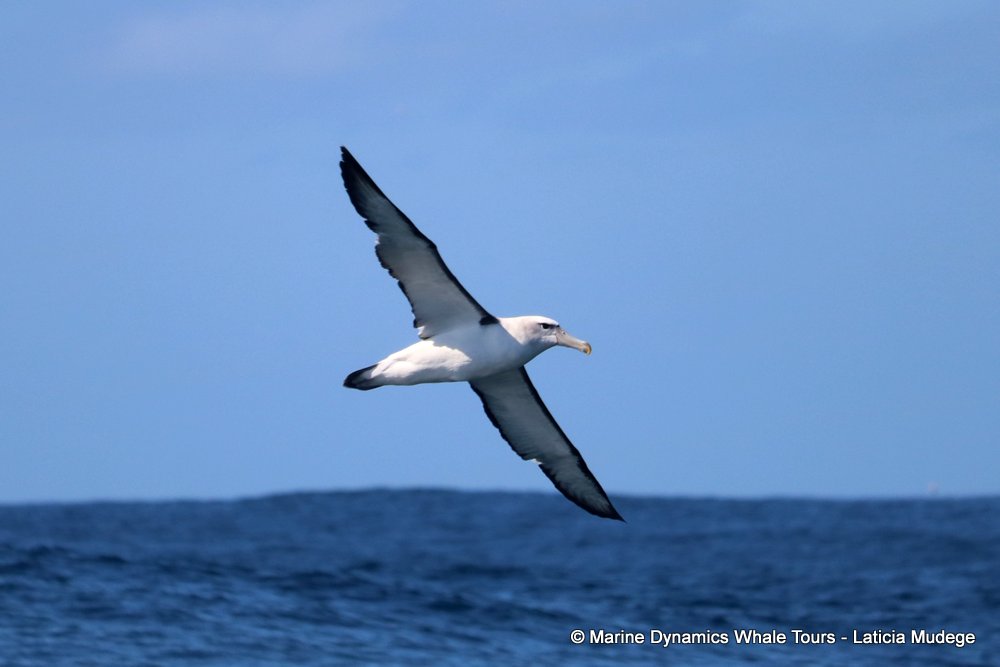 albatross, whale watching, gansbaai, south africa