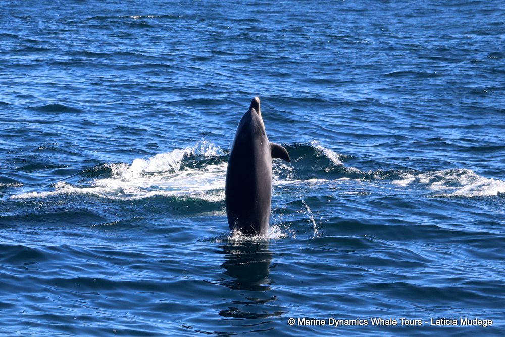 bottlenose dolphin Whale watching, South Africa, Gansbaai,