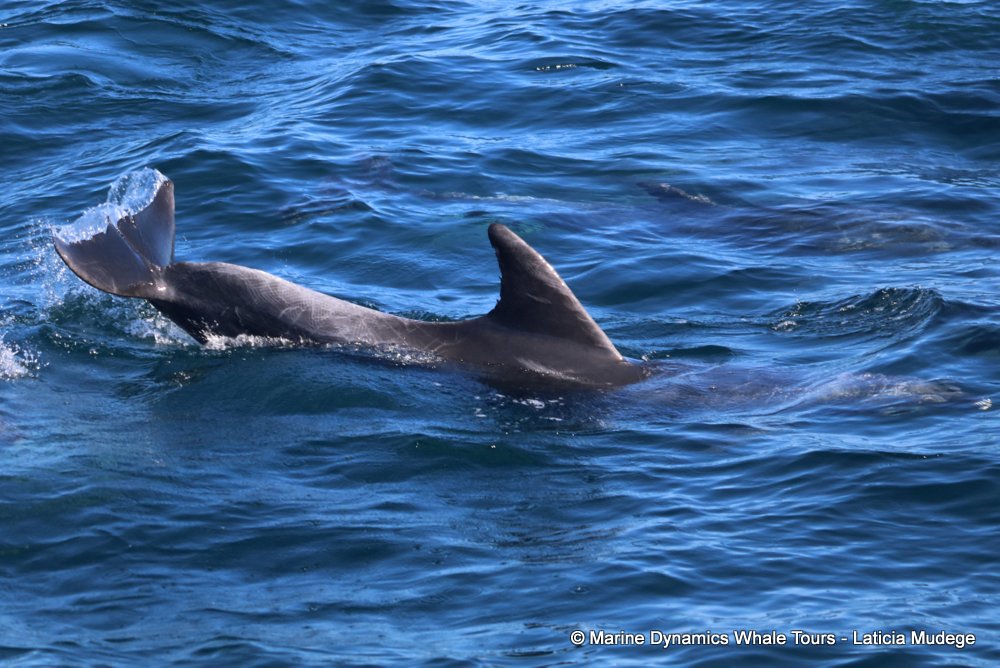 bottlenose dolphin Whale watching, South Africa, Gansbaai,