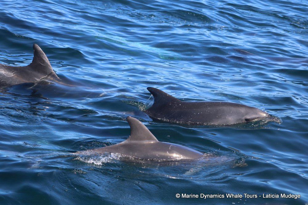 bottlenose dolphin Whale watching, South Africa, Gansbaai,