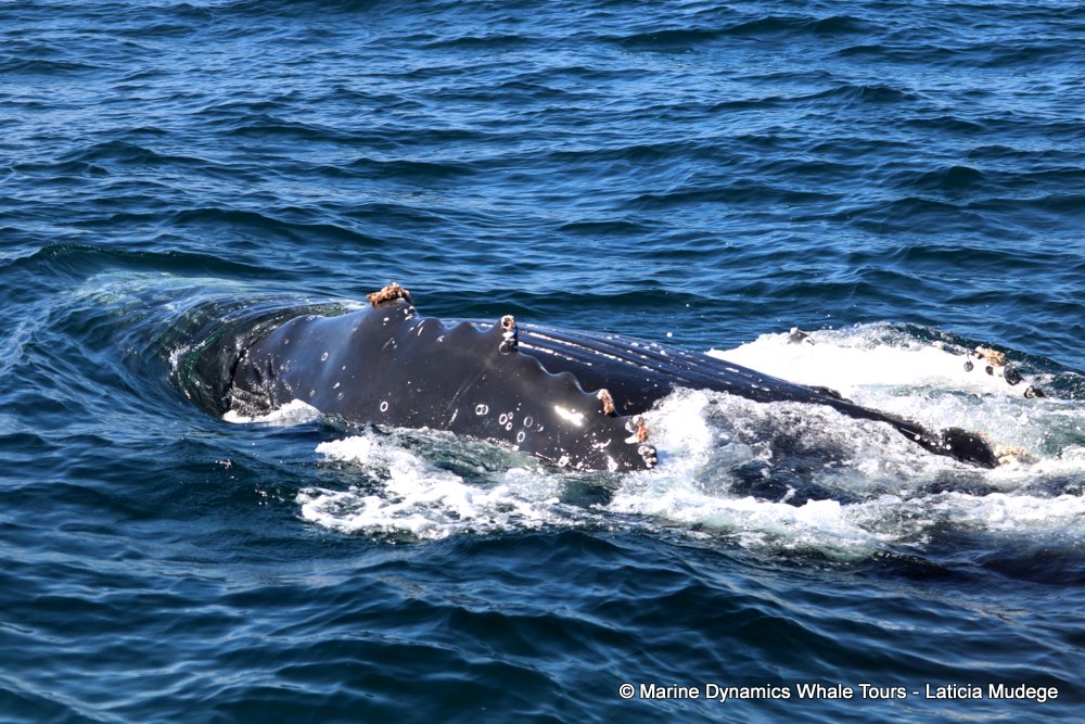 humpback whale, whale watching, gansbaai, south africa