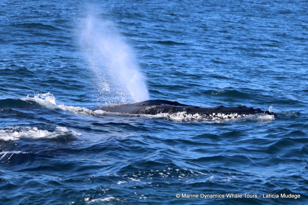 humpback whale, whale watching, gansbaai, south africa