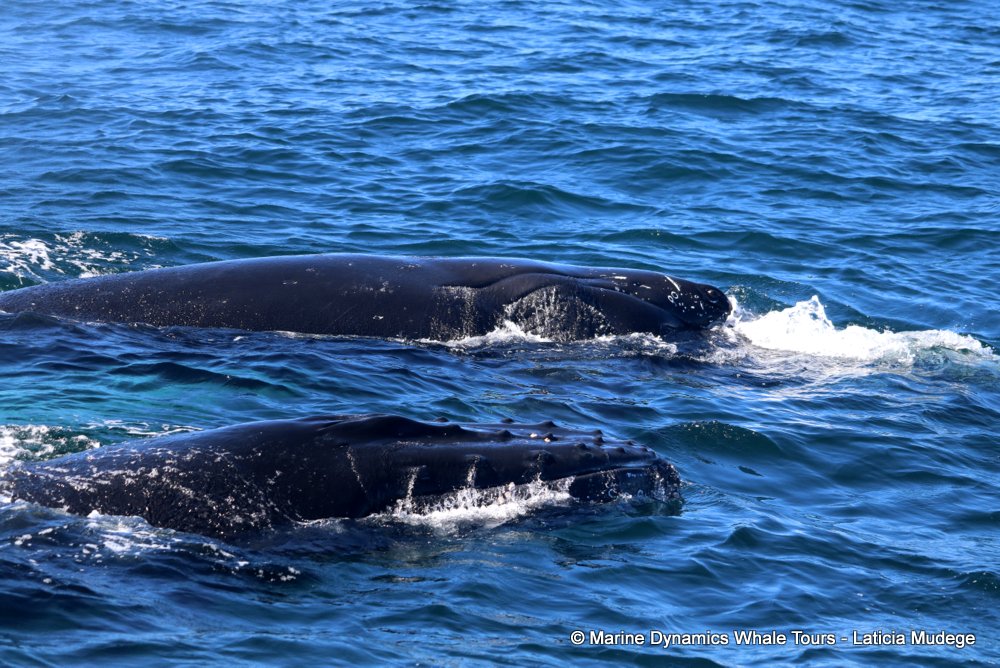 humpback whale, whale watching, gansbaai, south africa