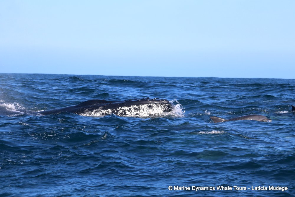 humpback whale, whale watching, gansbaai, south africa