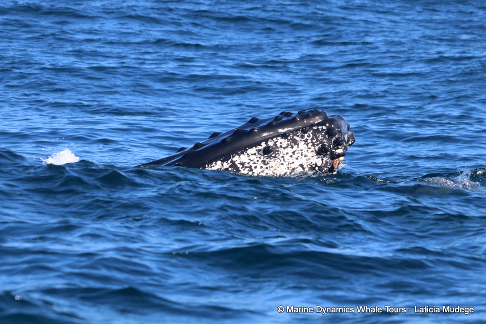 humpback whale, whale watching, gansbaai, south africa