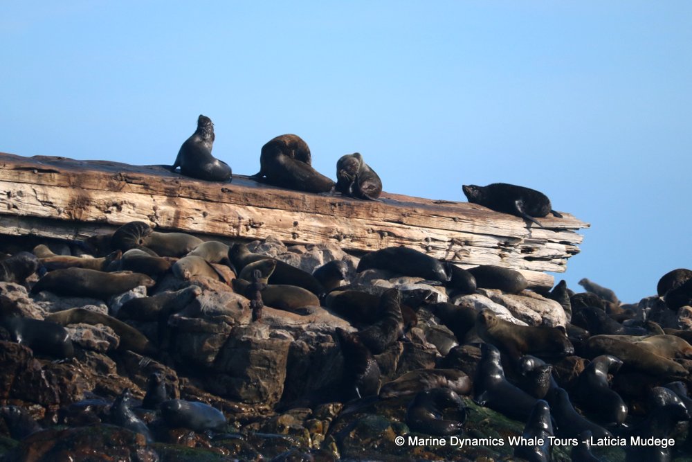 cape fur seal, whale watching, gansbaai, south africa