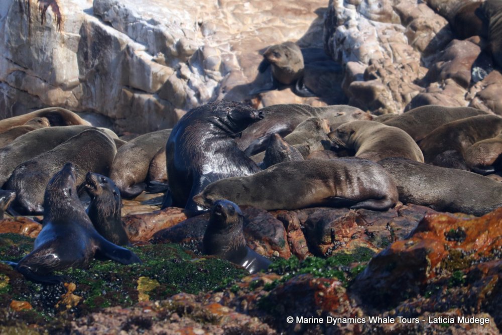 cape fur seal, whale watching, gansbaai, south africa