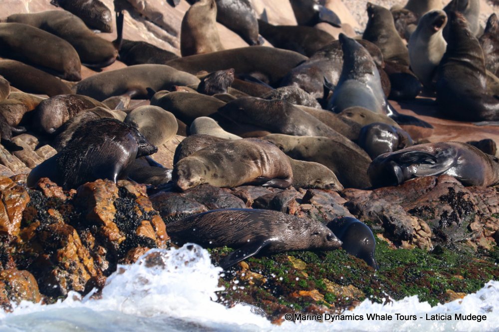 cape fur seal, whale watching, gansbaai, south africa