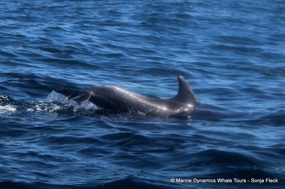 bottlenose dolphin Whale watching, South Africa, Gansbaai,