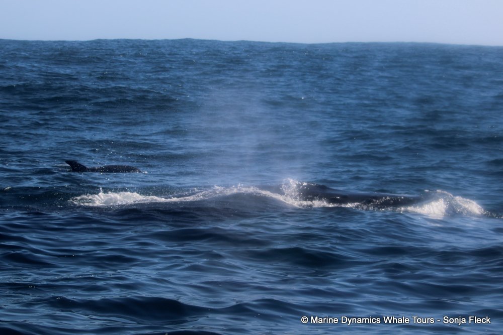 humpback whale, whale watching, gansbaai, south africa