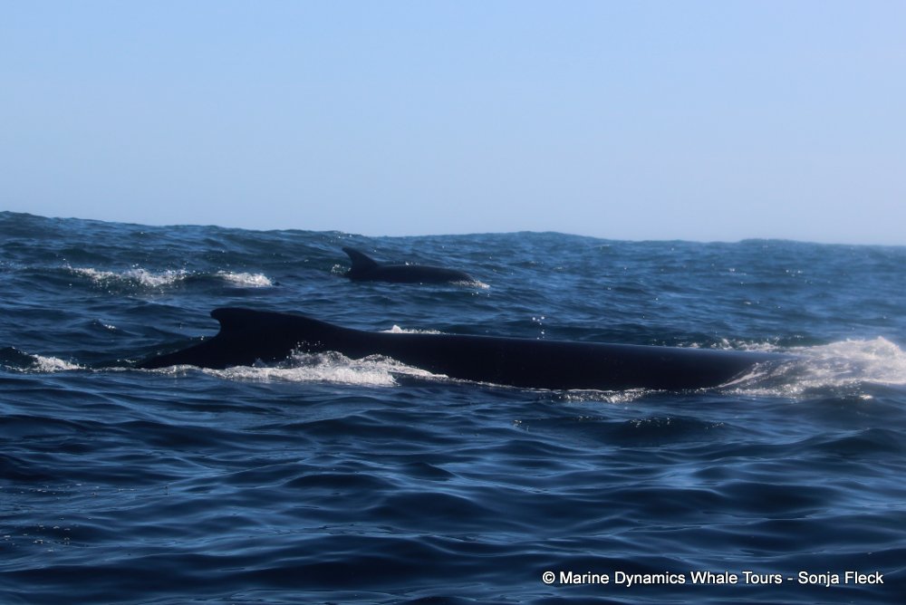 humpback whale, whale watching, gansbaai, south africa