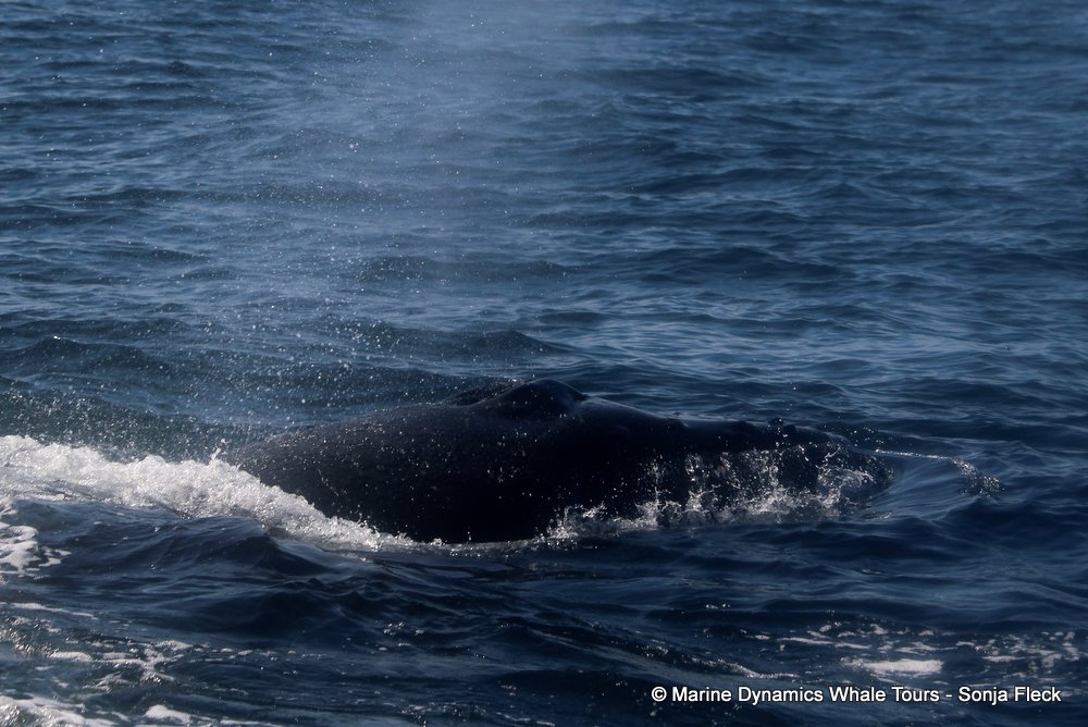 humpback whale, whale watching, gansbaai, south africa