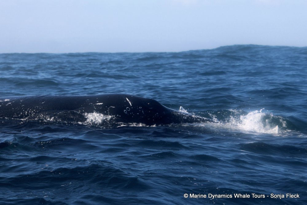 humpback whale, whale watching, gansbaai, south africa