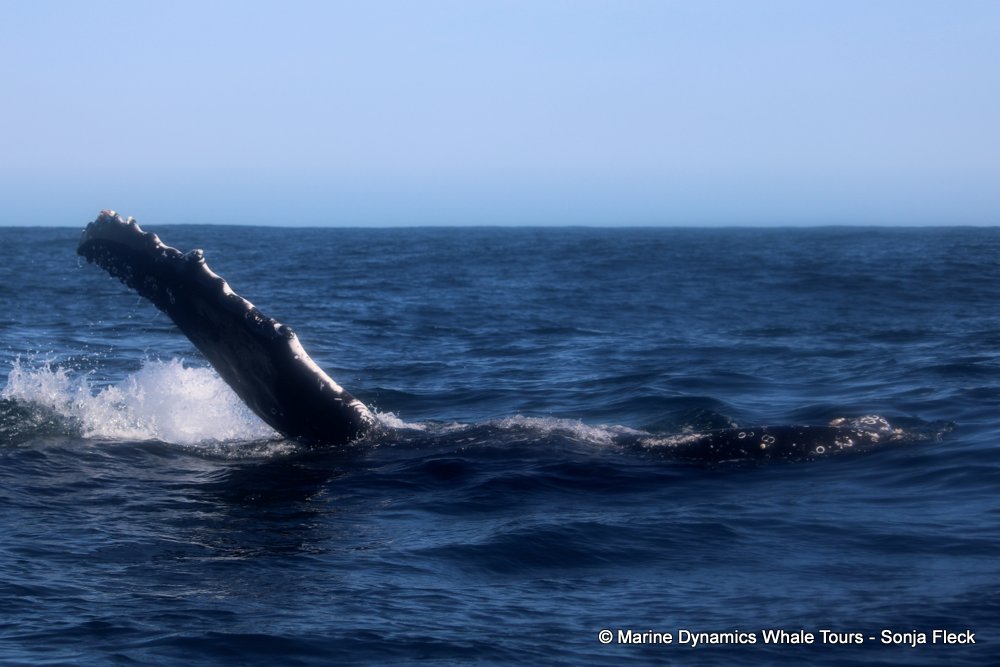 humpback whale, whale watching, gansbaai, south africa