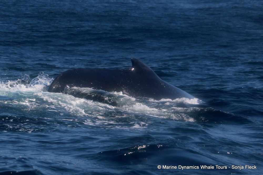 humpback whale, whale watching, gansbaai, south africa