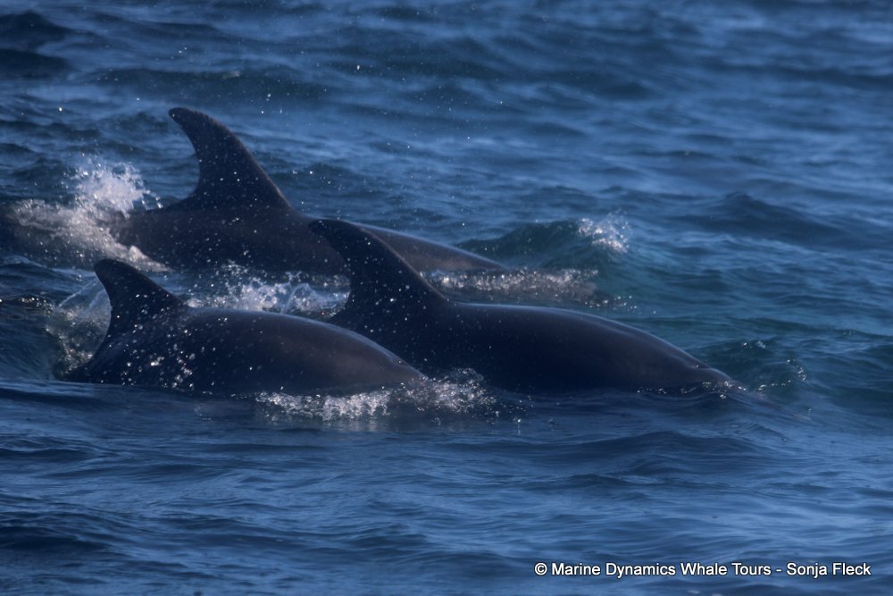 bottlenose dolphin Whale watching, South Africa, Gansbaai,
