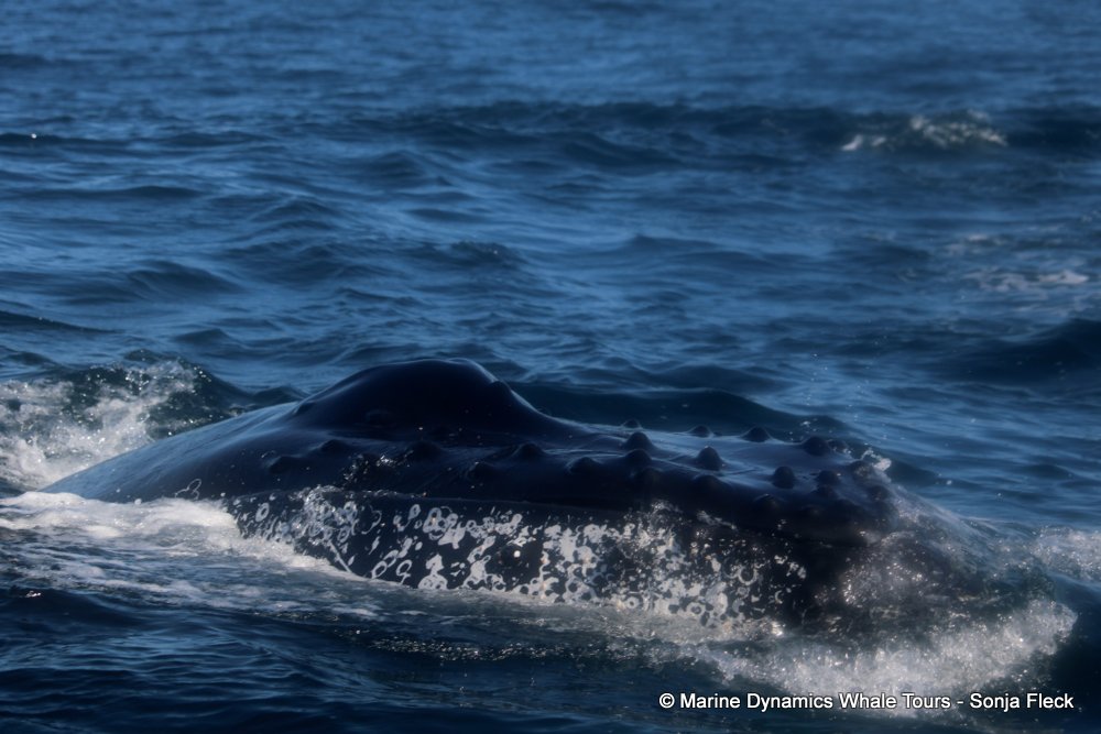 humpback whale, whale watching, gansbaai, south africa