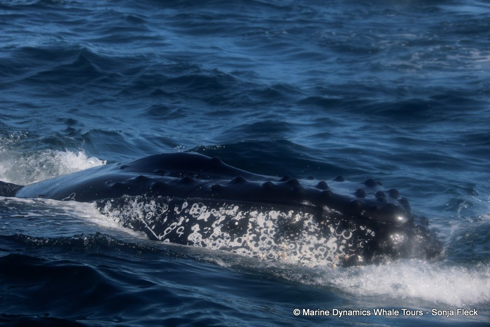 humpback whale, whale watching, gansbaai, south africa