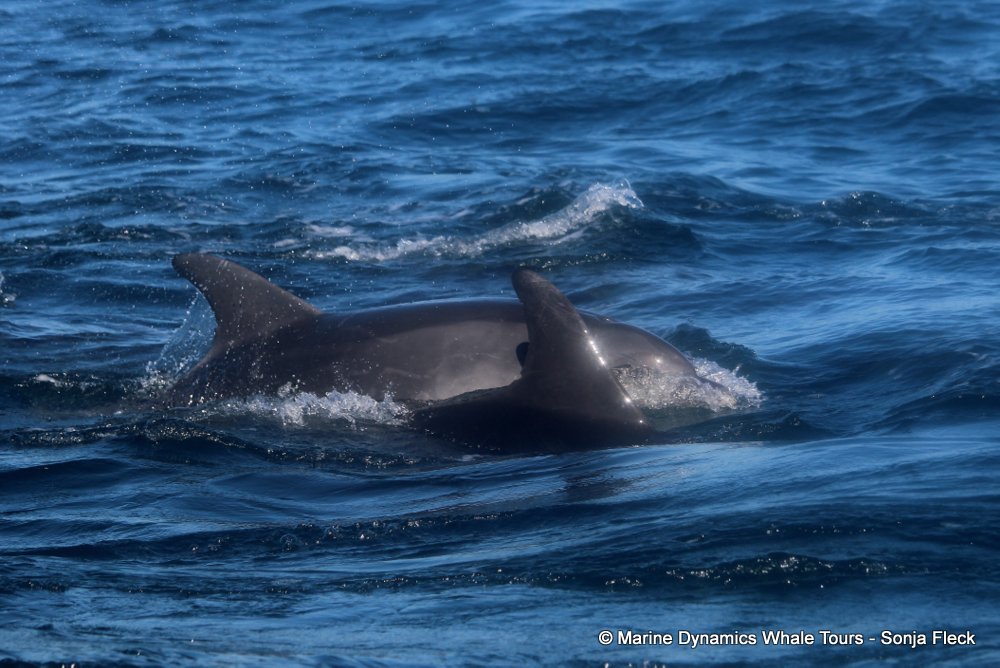 bottlenose dolphin Whale watching, South Africa, Gansbaai,