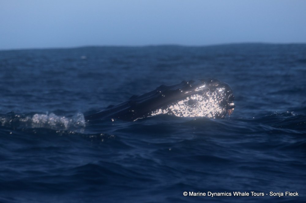 humpback whale, whale watching, gansbaai, south africa