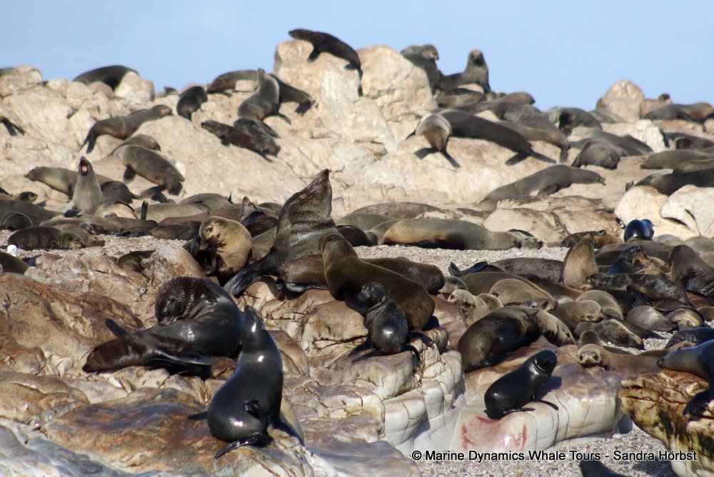 cape fur seal, whale watching, gansbaai, south africa