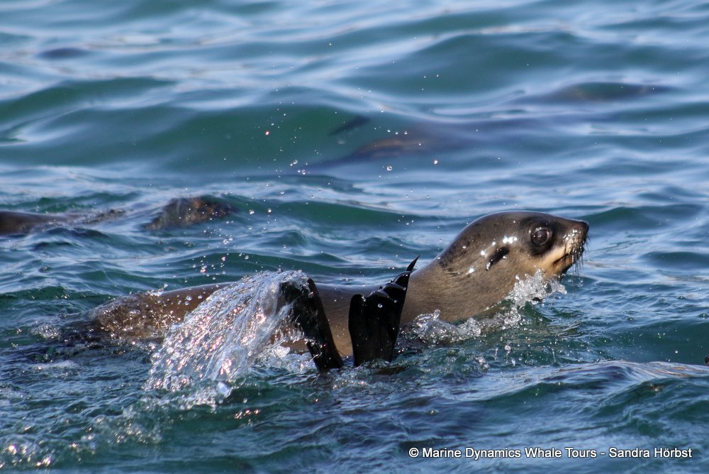 cape fur seal, whale watching, gansbaai, south africa