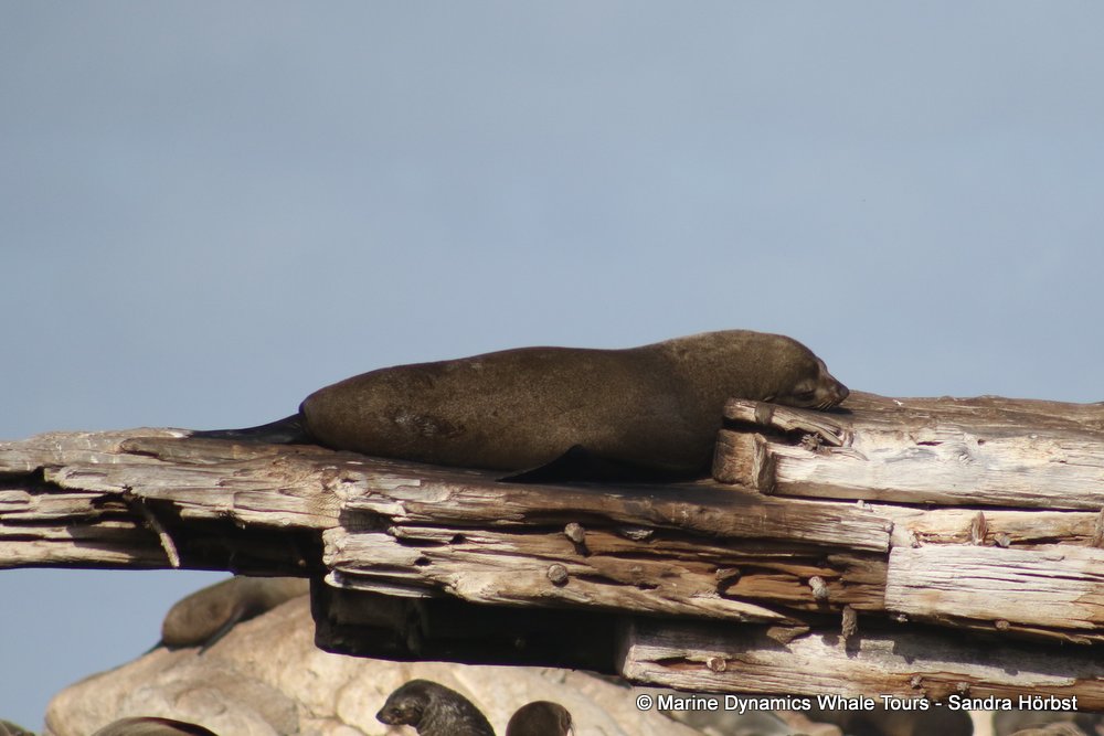 cape fur seal, whale watching, gansbaai, south africa