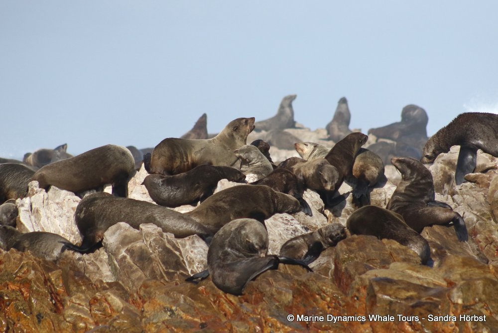 cape fur seal, whale watching, gansbaai, south africa
