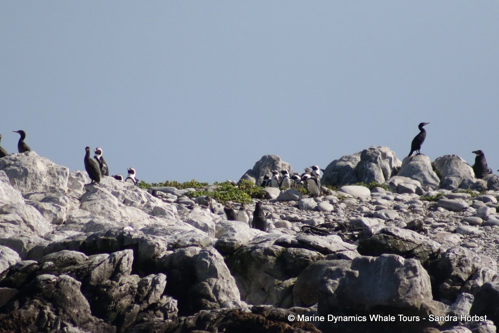 penguins, whale watching, gansbaai, south africa,