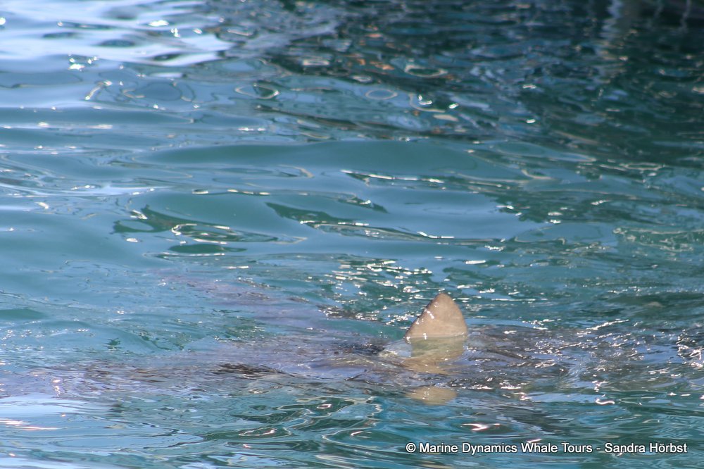 bronze whaler shark, whale watching, gansbaai, south africa,