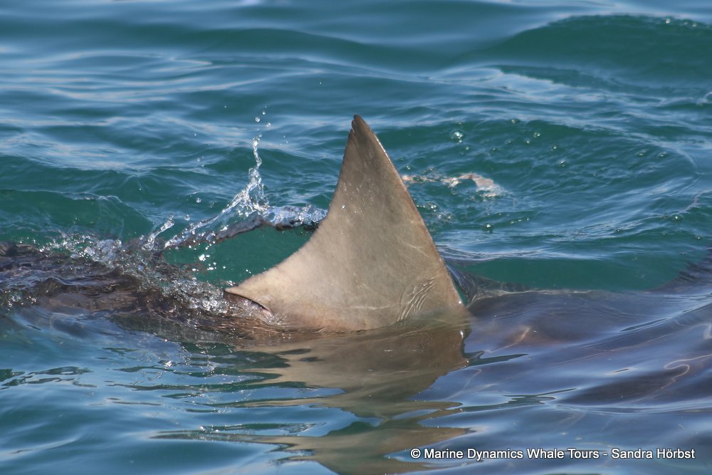 bronze whaler shark, whale watching, gansbaai, south africa,