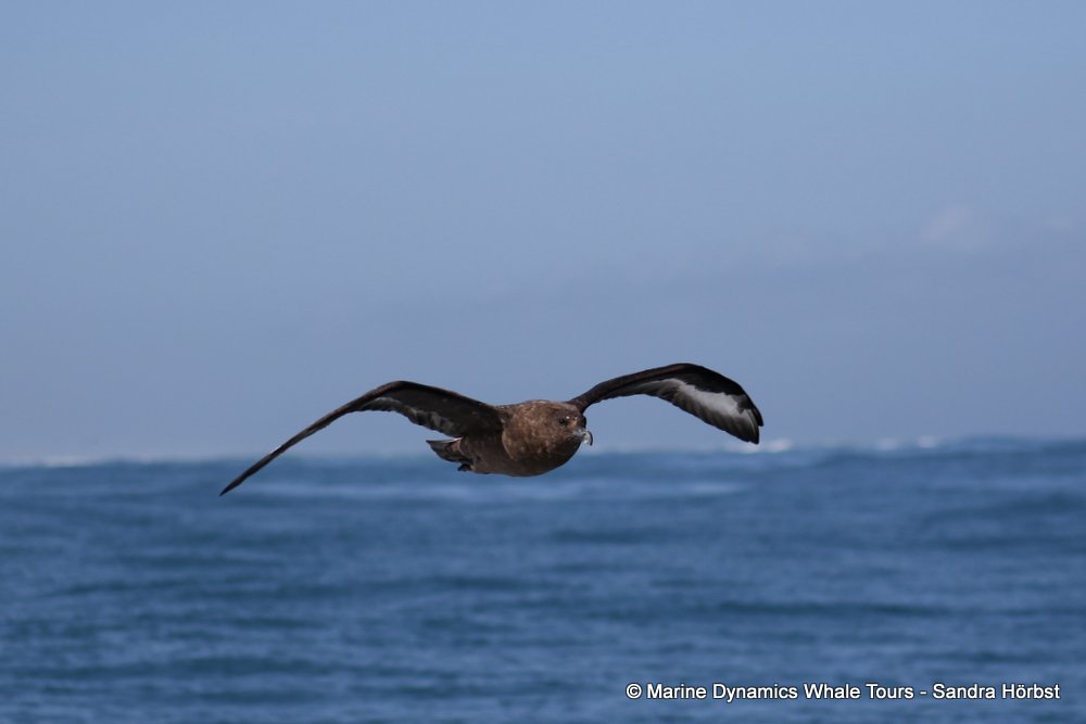 skua, whale watching, gansbaai, south africa