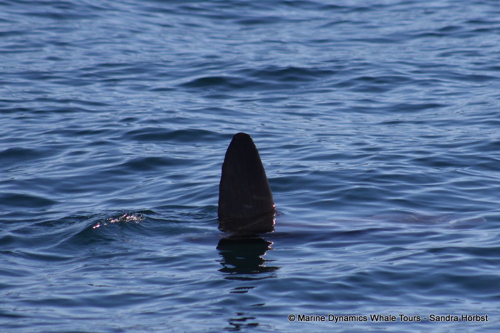 sunfish, whale watching, gansbaai, south africa