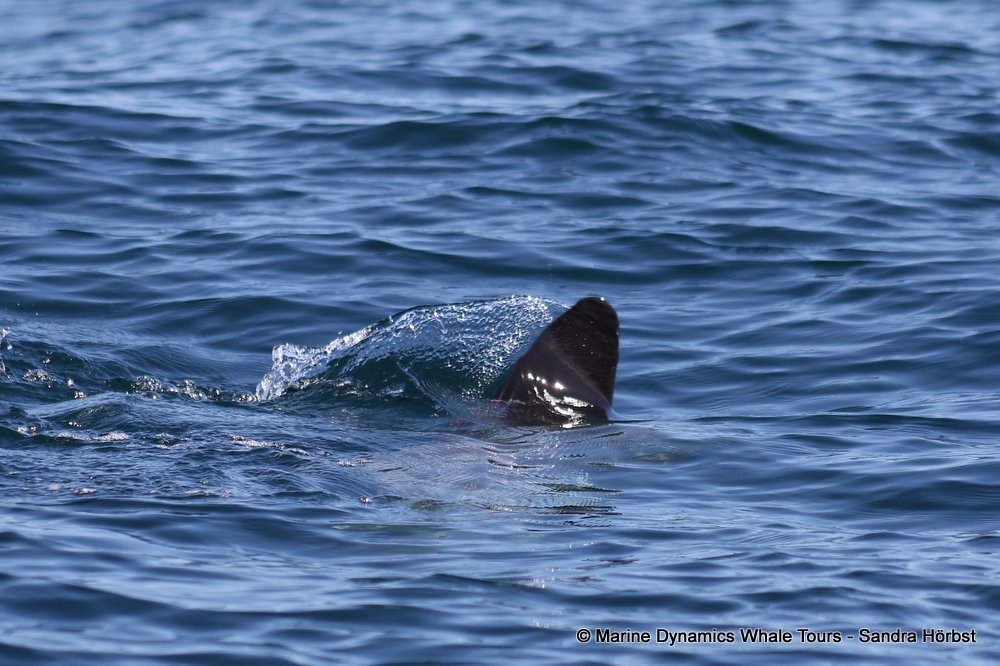 sunfish, whale watching, gansbaai, south africa