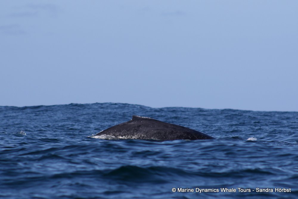 humpback whale, whale watching, gansbaai, south africa