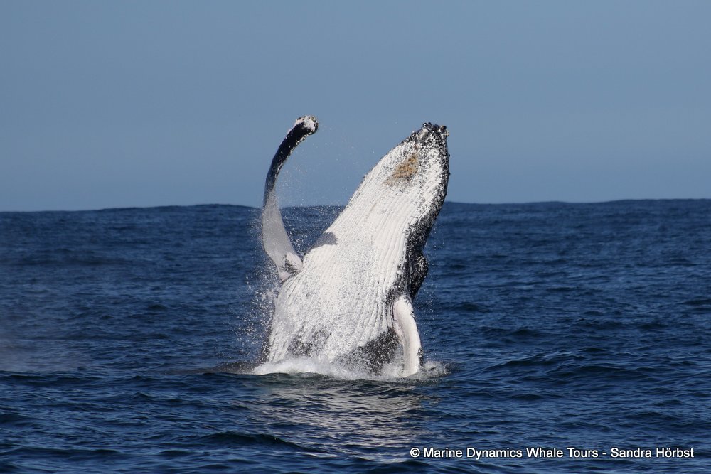 humpback whale, whale watching, gansbaai, south africa