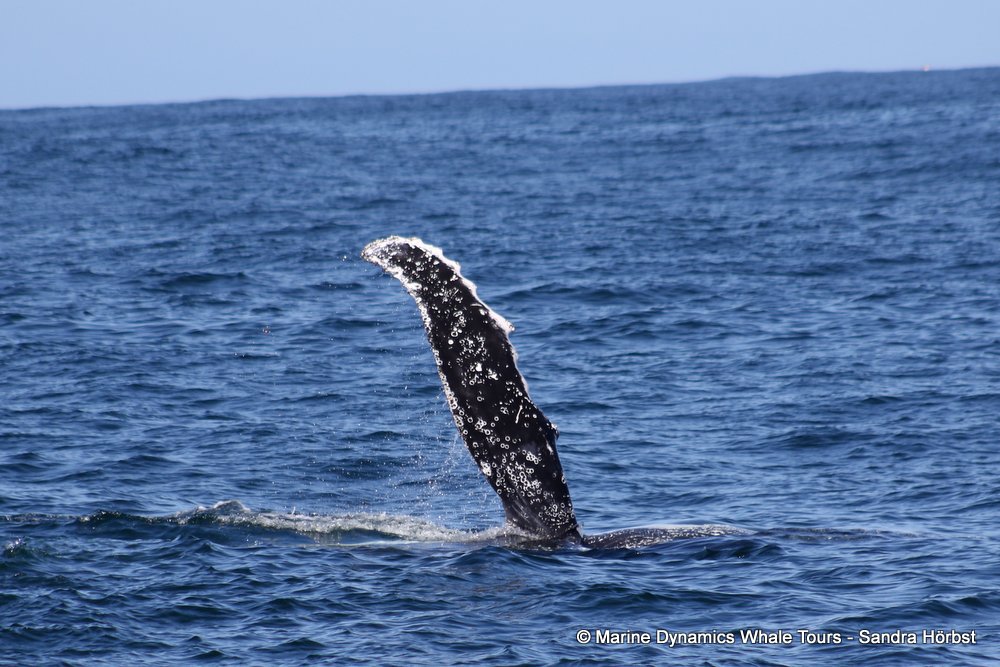humpback whale, whale watching, gansbaai, south africa