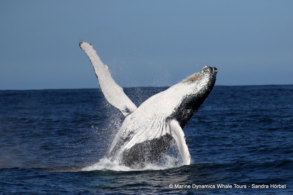 humpback whale, whale watching, gansbaai, south africa
