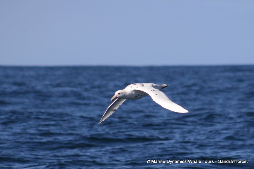 petrel, whale watching, gansbaai, south africa