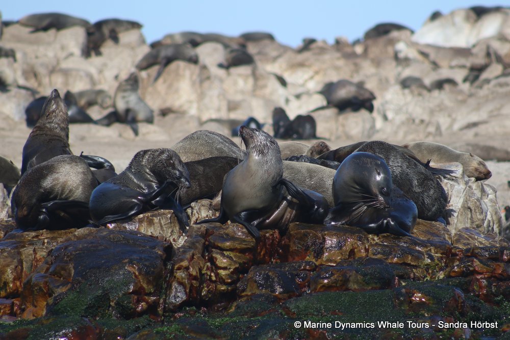 cape fur seal, whale watching, gansbaai, south africa