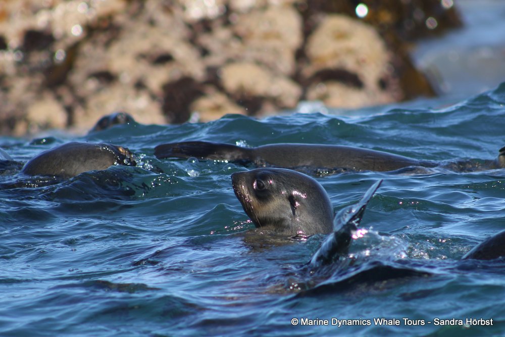 cape fur seal, whale watching, gansbaai, south africa