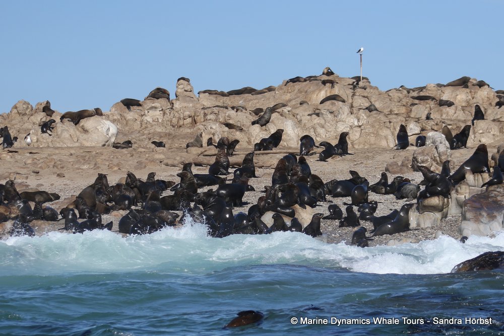 cape fur seal, whale watching, gansbaai, south africa