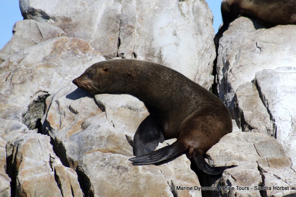 cape fur seal, whale watching, gansbaai, south africa