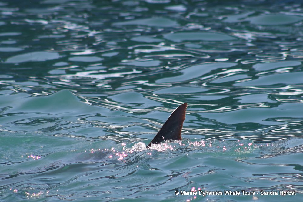 bronze whaler shark, whale watching, gansbaai, south africa,