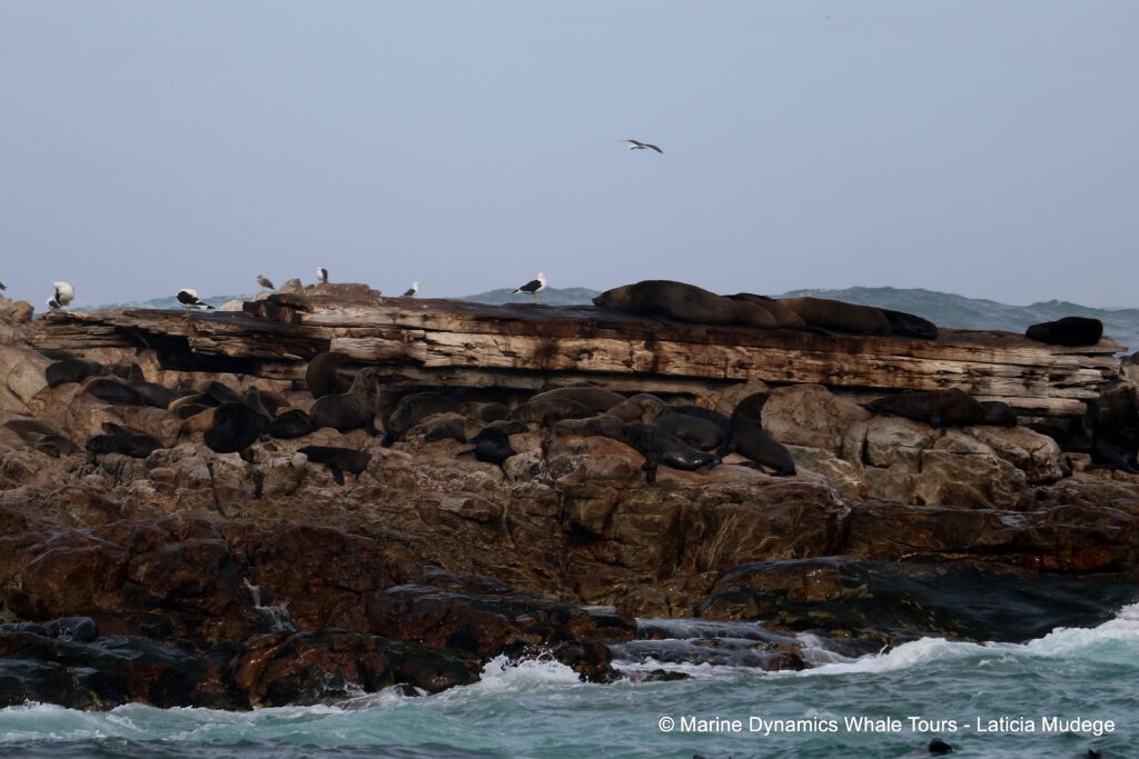 cape fur seal, whale watching, gansbaai, south africa
