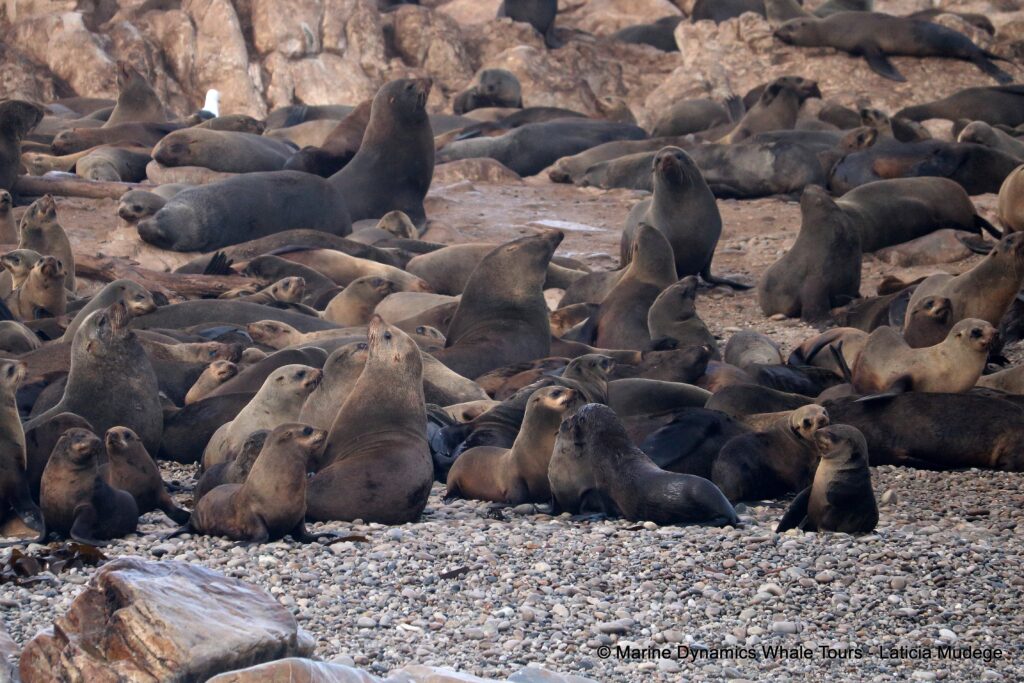 cape fur seal, whale watching, gansbaai, south africa