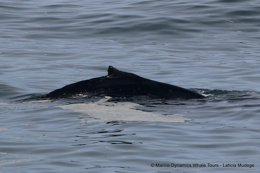 humpback whale, whale watching, gansbaai, south africa