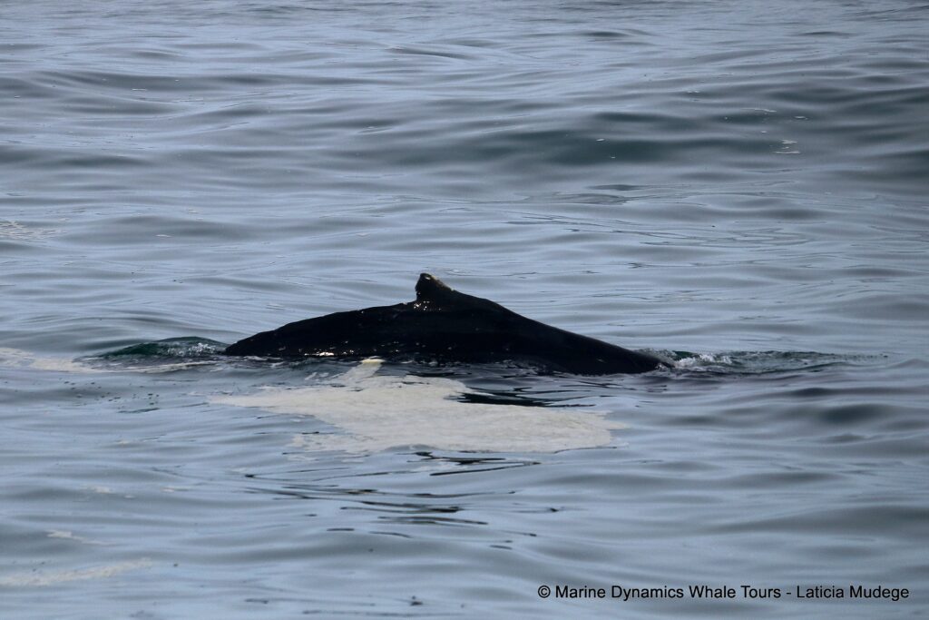 humpback whale, whale watching, gansbaai, south africa