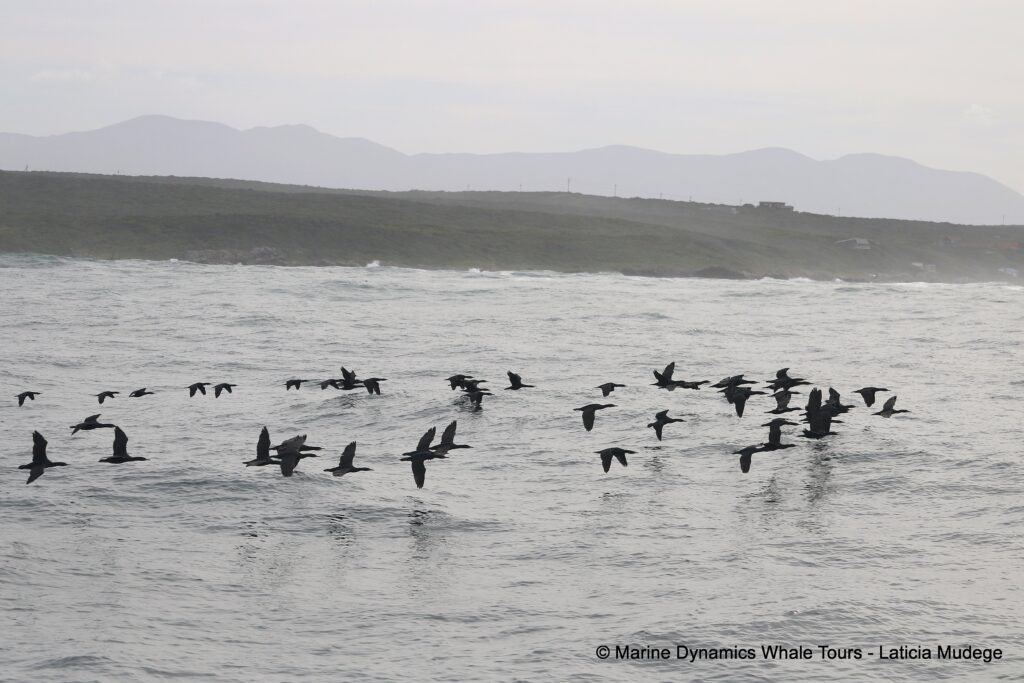 cormorant, whale watching, gansbaai, south africa,